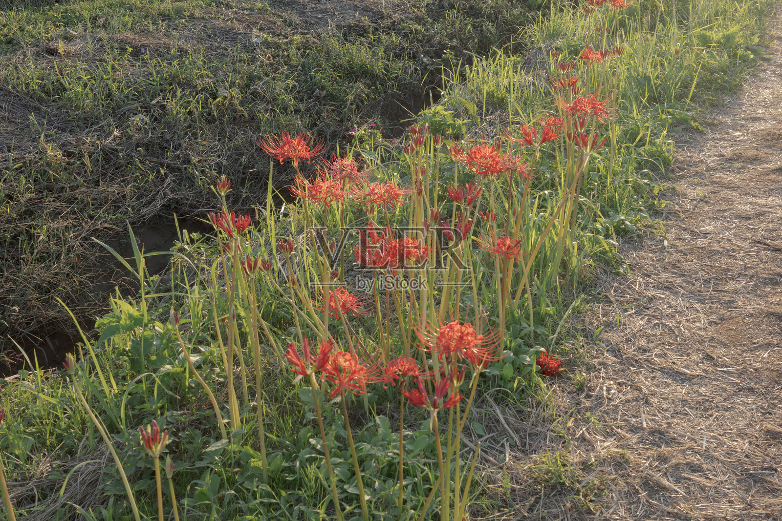 集群孤挺花照片摄影图片