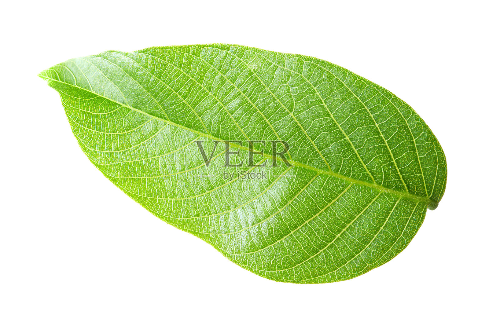 在白色背景上孤立的核桃叶。剪切路径照片摄影图片