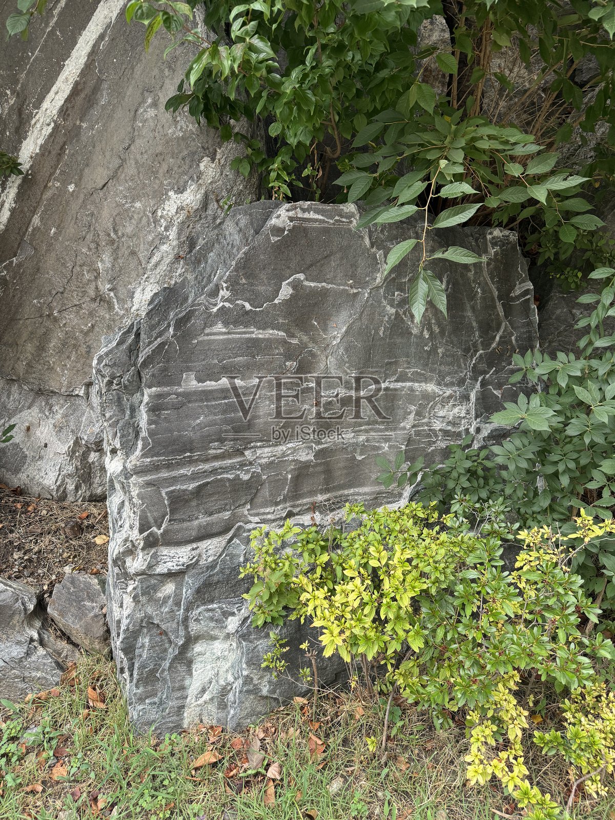 绿色的叶子照片摄影图片