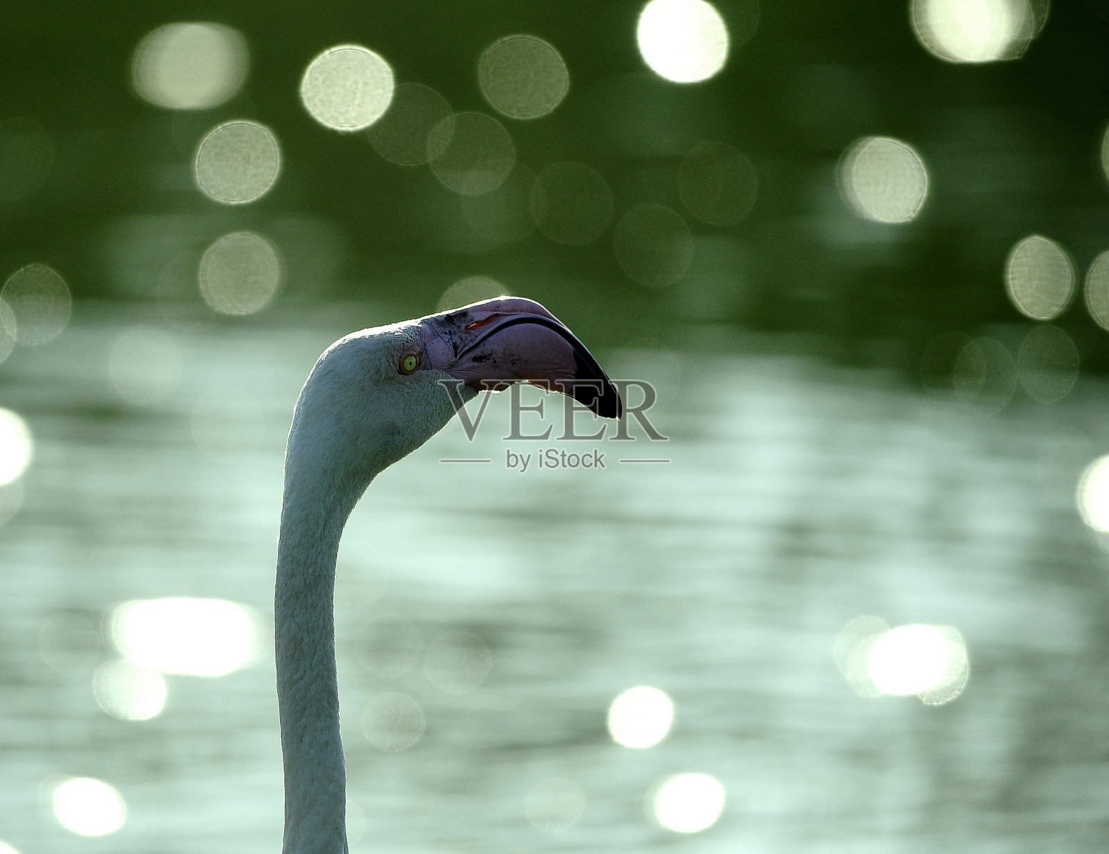 粉红色火烈鸟的照片照片摄影图片