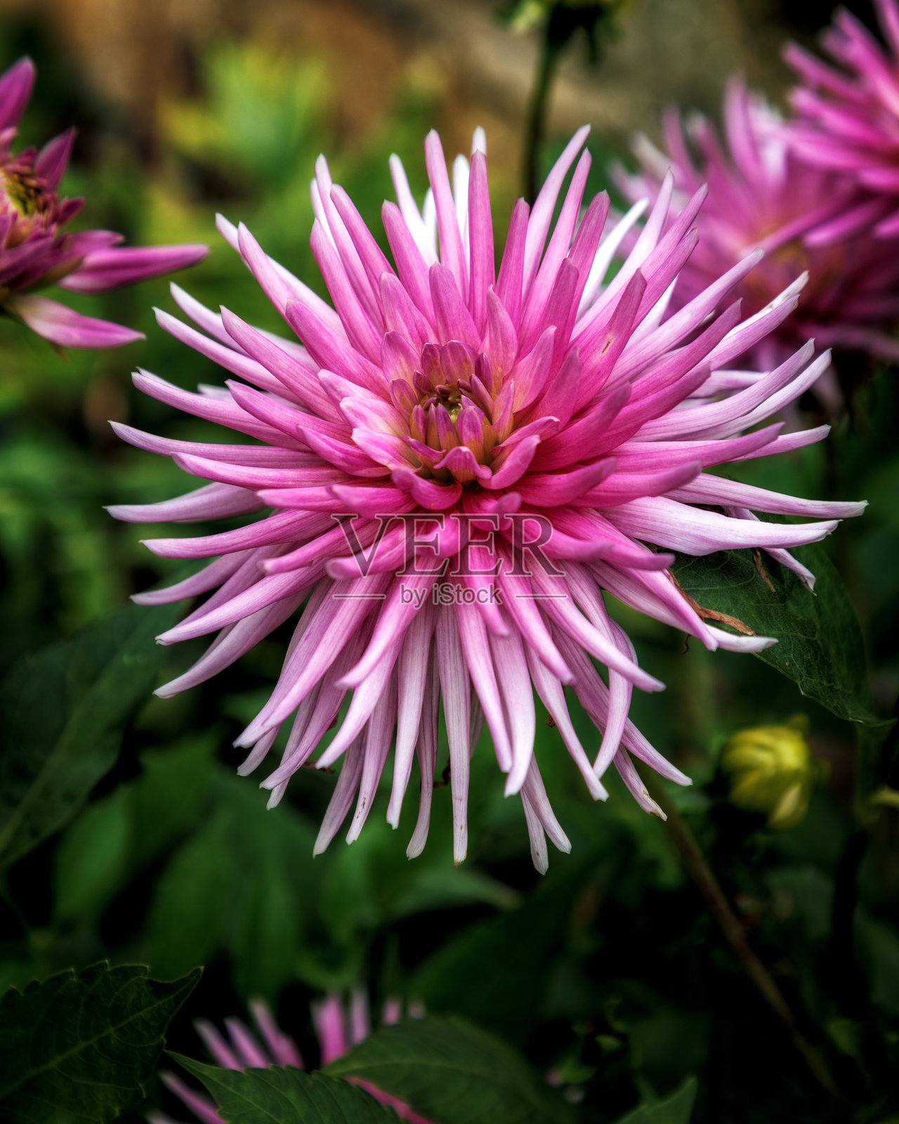 大丽花在花园里照片摄影图片