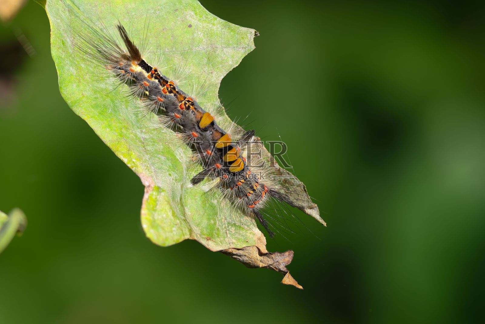 橡树叶上锈迹斑斑的蛾子毛虫的特写。照片摄影图片