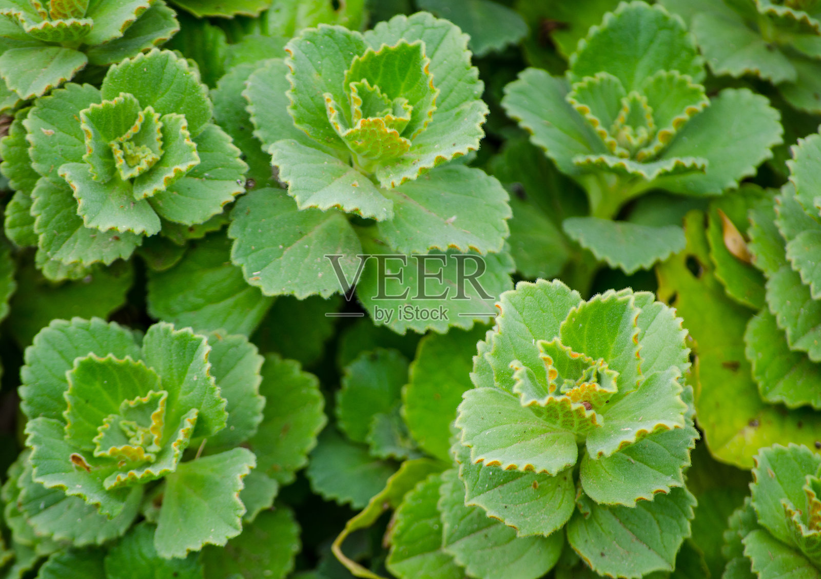 春天植物园里美丽的绿色叶子。照片摄影图片