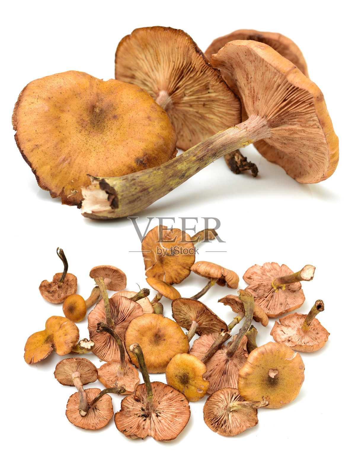 黑蘑菇照片摄影图片