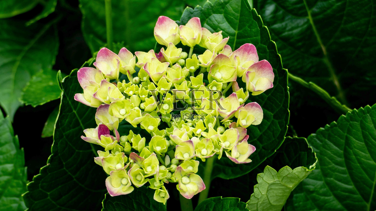 绣球花特写照片摄影图片