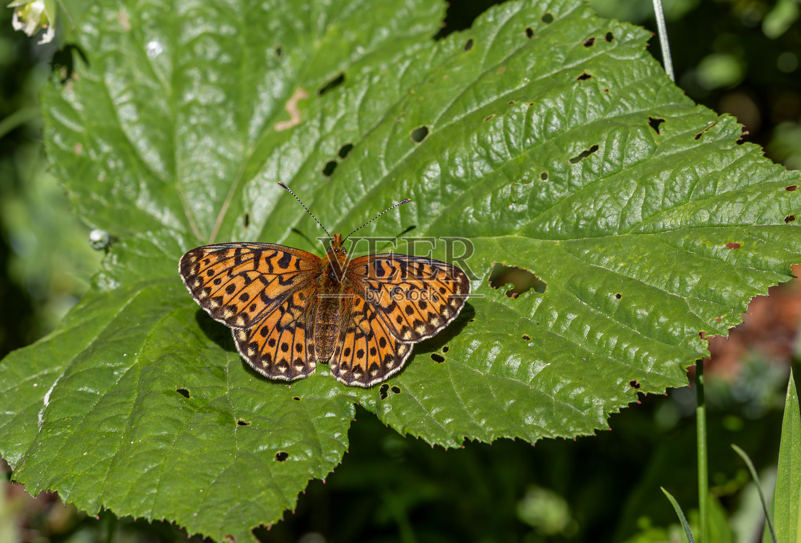 Argynnis aglaja照片摄影图片