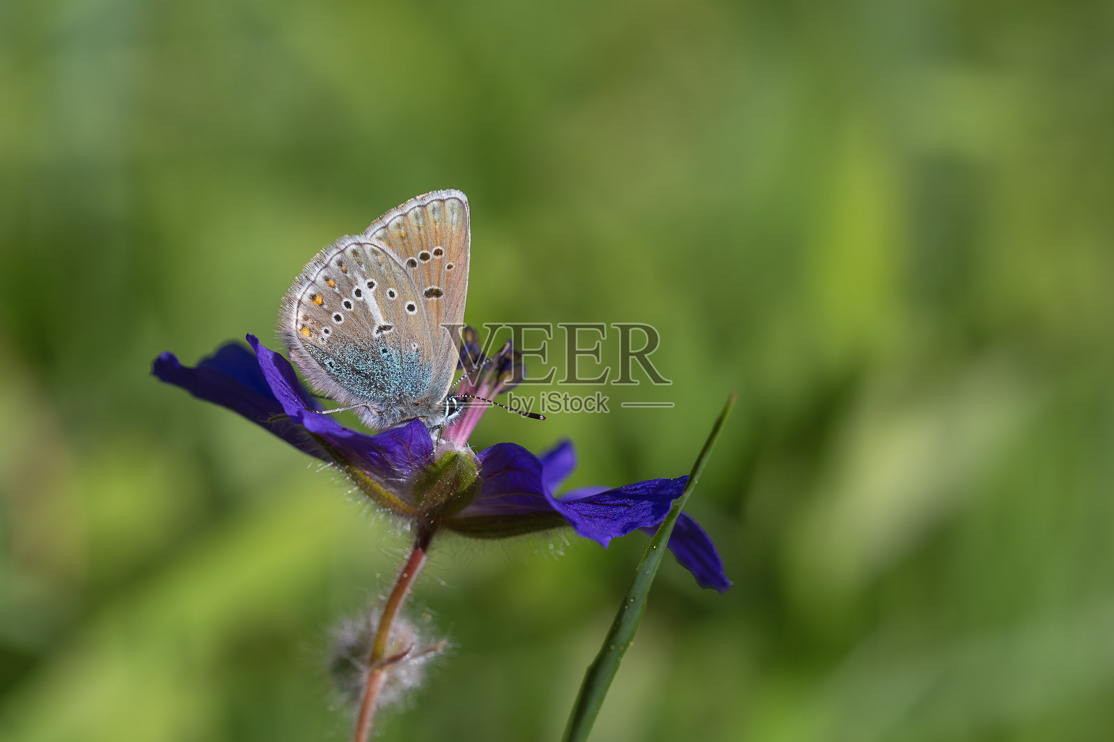 Polyommatus eumedon照片摄影图片