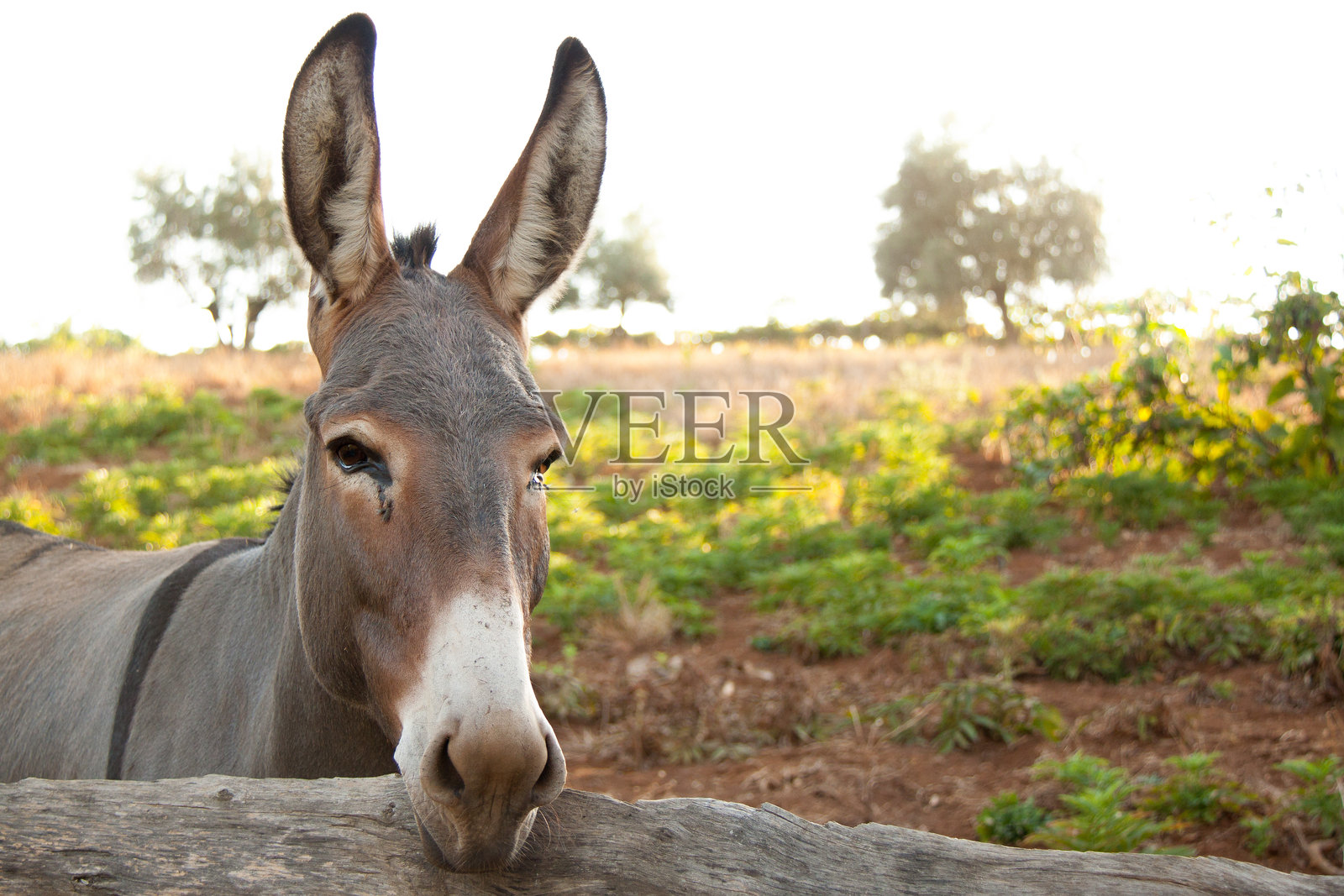 木栅栏后面的驴特写照片摄影图片
