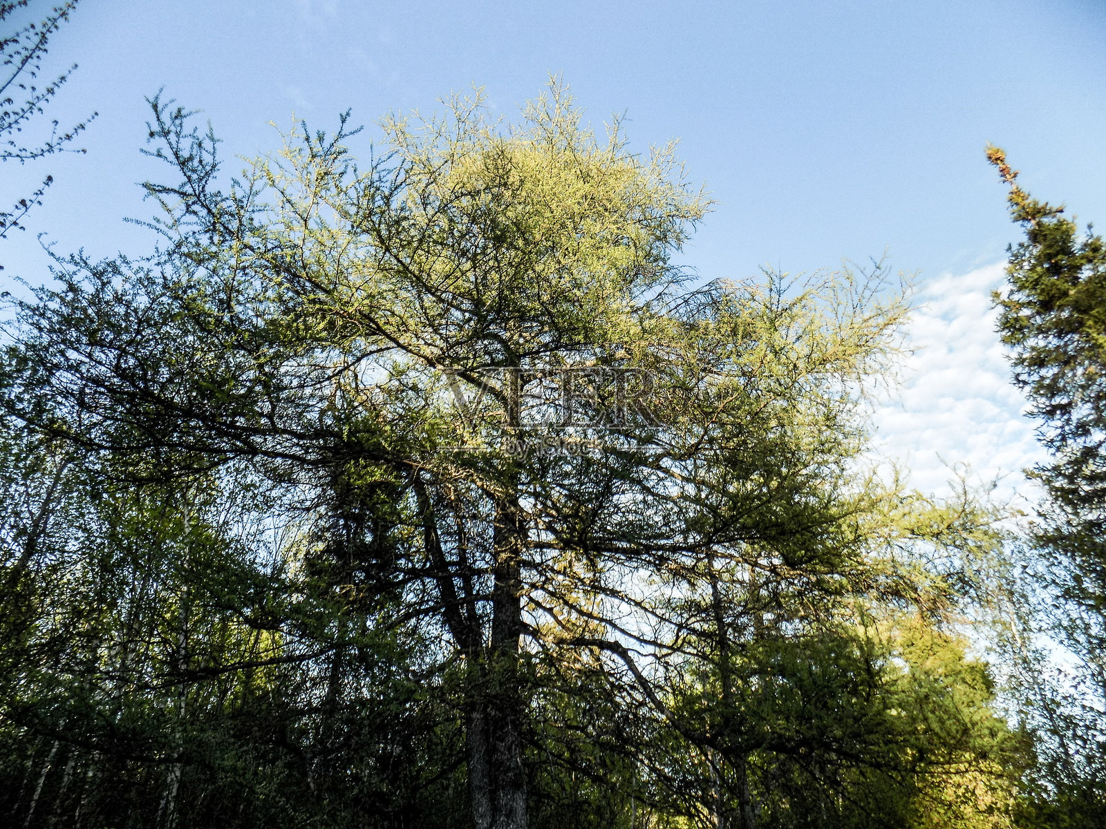 低角度视图的树木与天空相对照片摄影图片