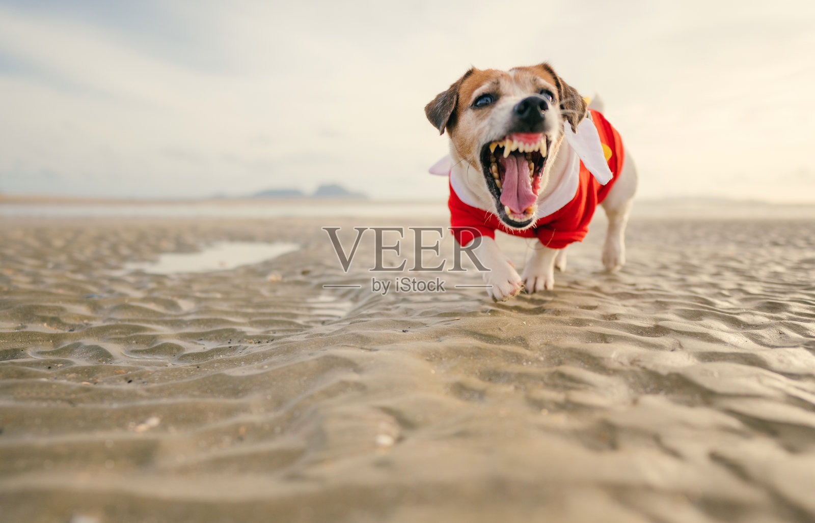 一只小杰克拉塞尔梗狗在海滩上享受一天，活泼地在温暖的阳光下探索沙滩。照片摄影图片