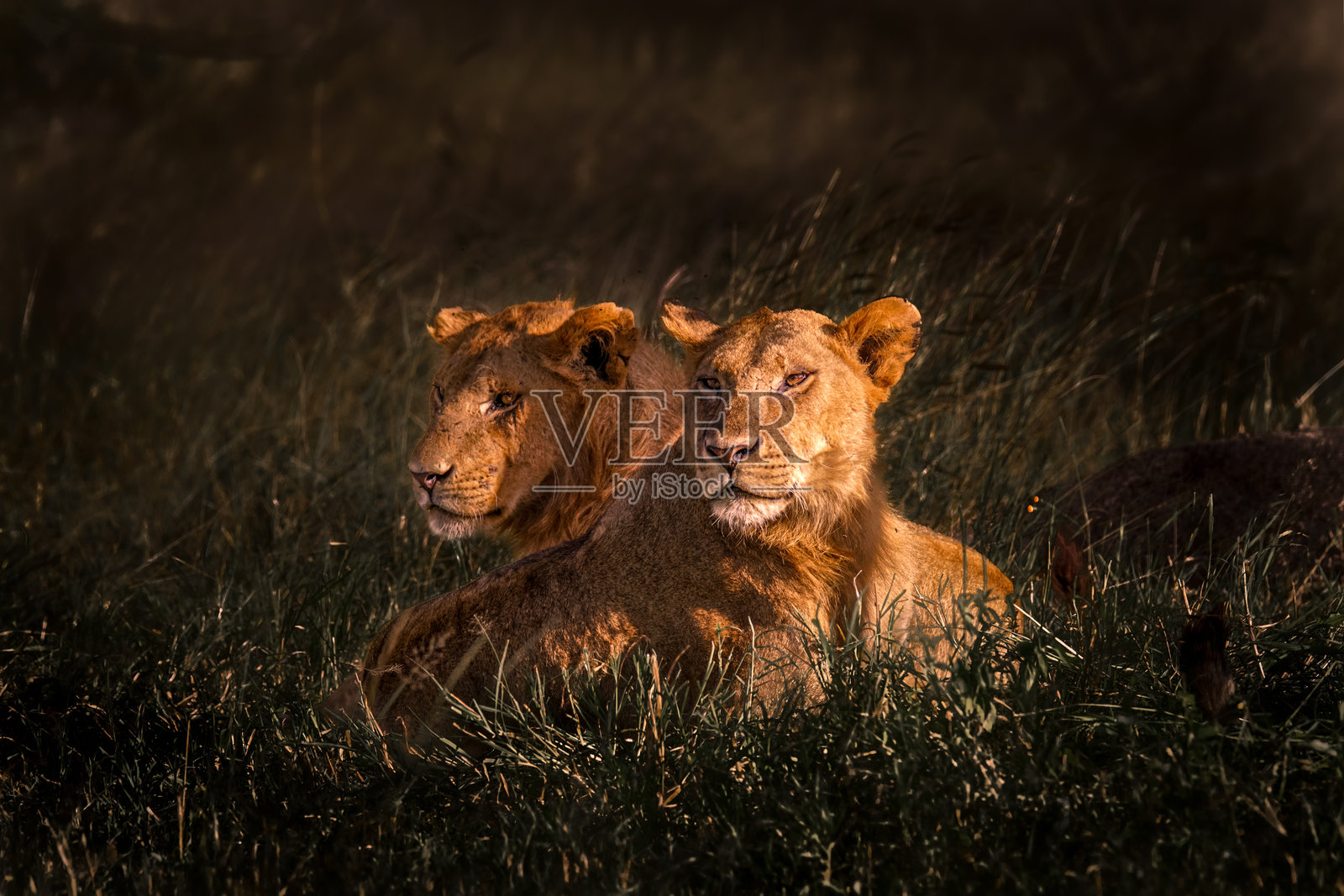 两只狮子在田野中照片摄影图片