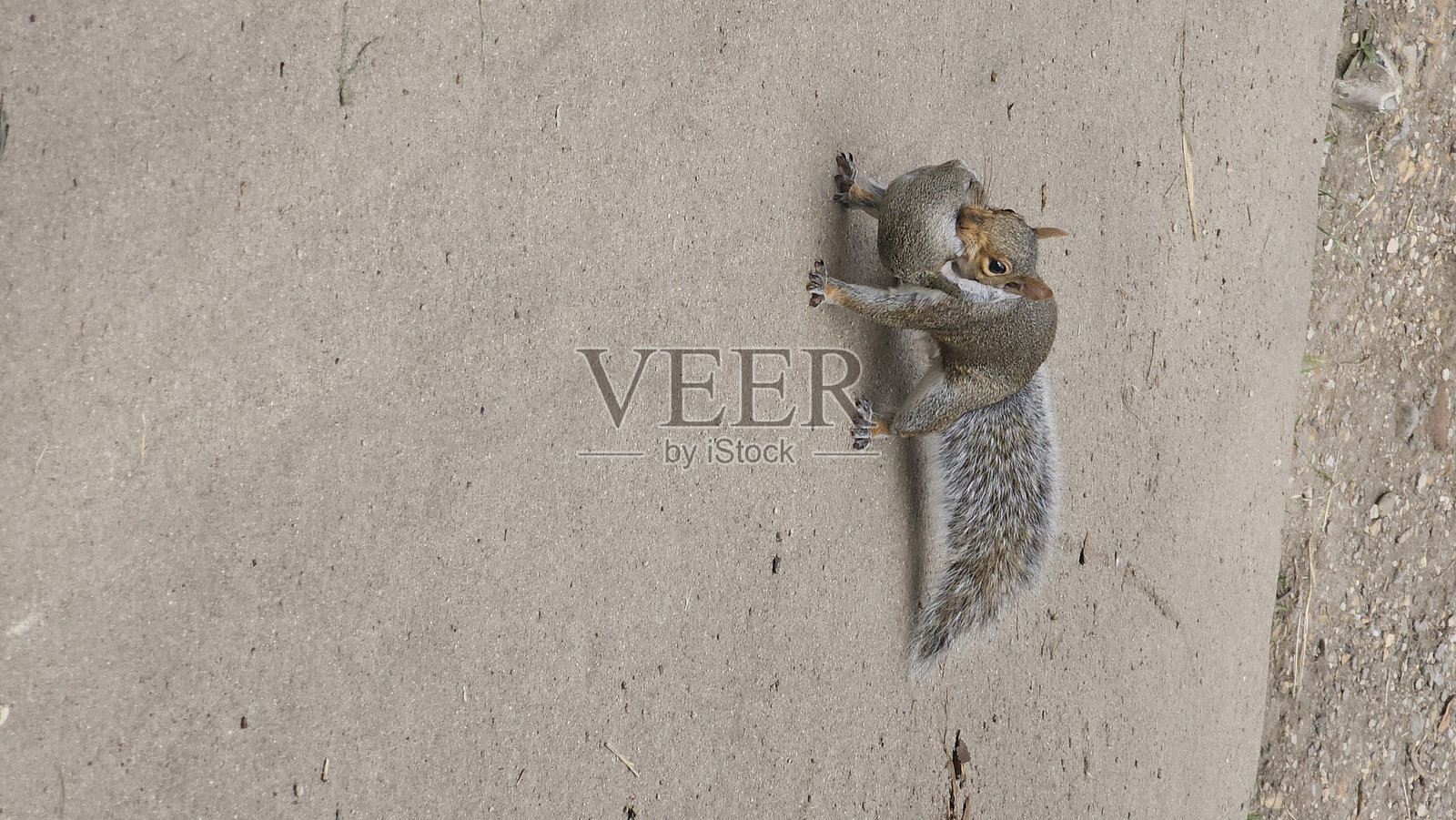 松鼠抱着幼崽照片摄影图片