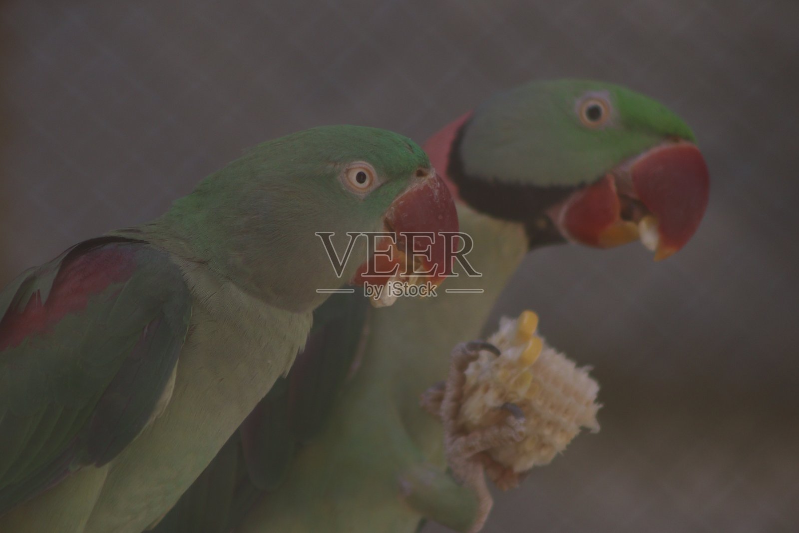 可爱的鹦鹉坐在树枝上吃食物的旅行摄影照片摄影图片