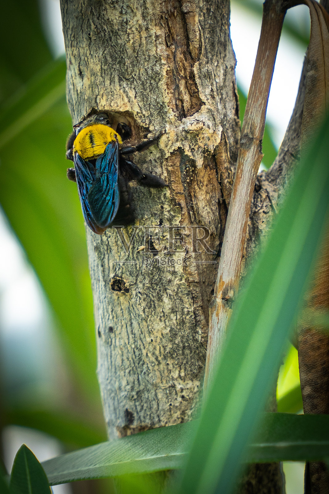 公园里的大黄蜂在木头上钻孔。照片摄影图片