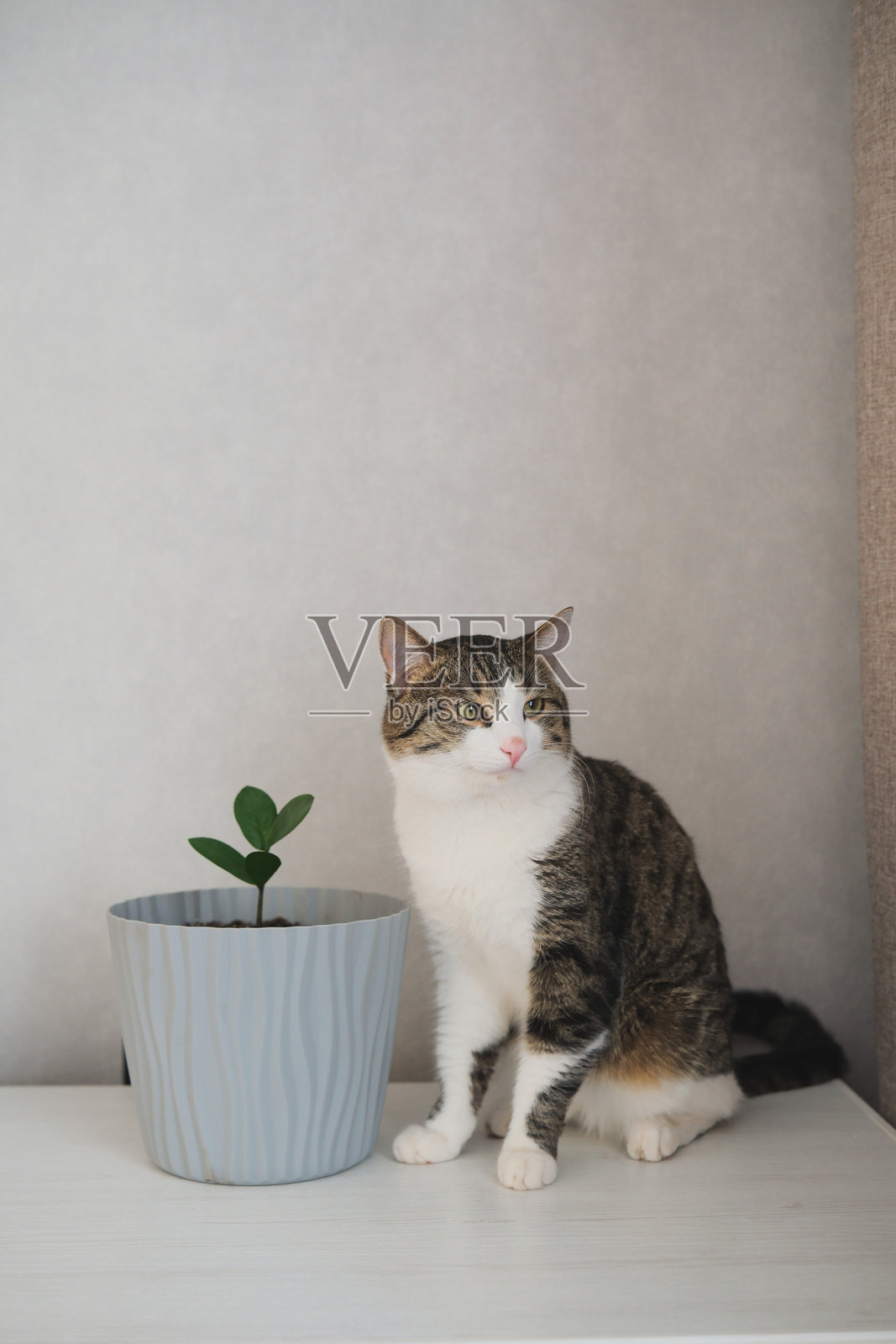 在舒适的现代室内环境中，一只迷人的猫优雅地坐在一盆植物旁照片摄影图片