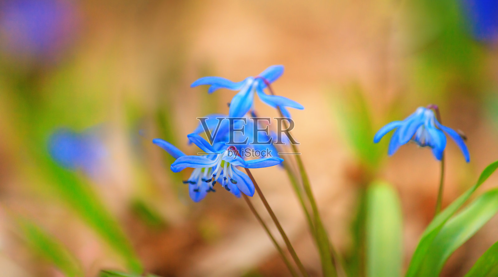 早春时节蓝色雪花莲花的选择性聚焦特写。西伯利亚小松鼠照片摄影图片