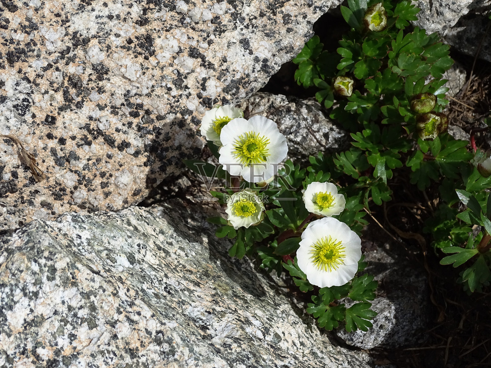 白山花冰川毛茛，冰川毛茛，照片摄影图片