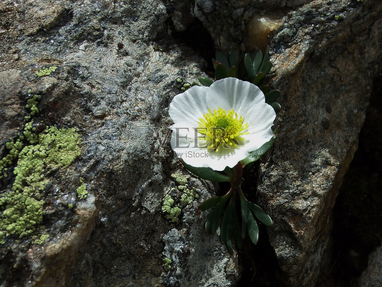 白山花冰川毛茛，冰川毛茛，照片摄影图片