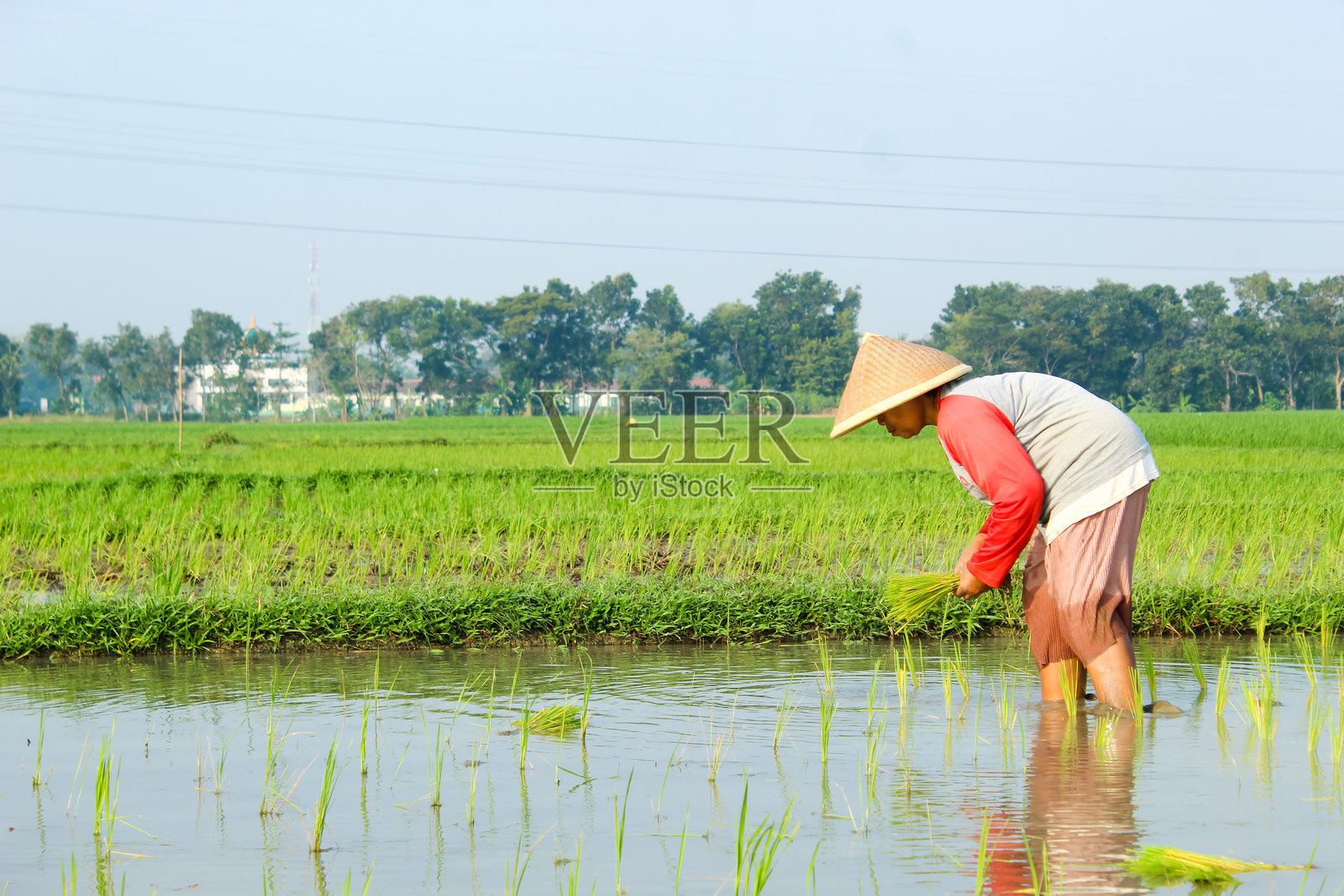 一位农民正在用传统的方式种植水稻，没有使用机器照片摄影图片
