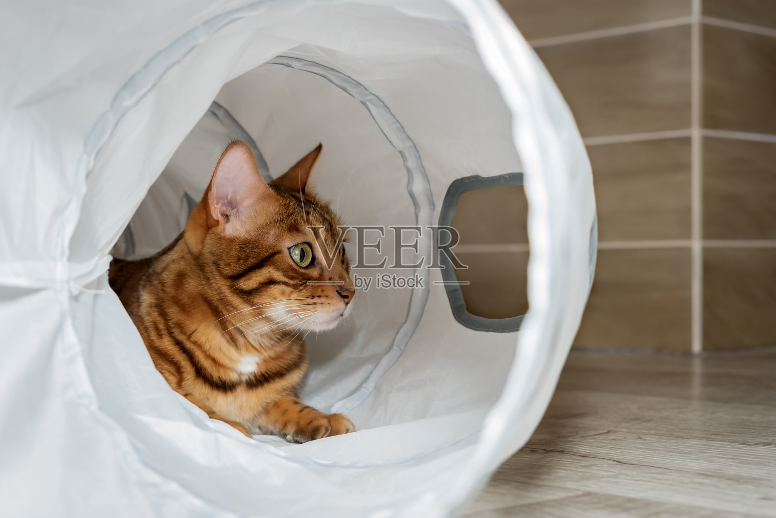 孟加拉猫在猫洞里。照片摄影图片