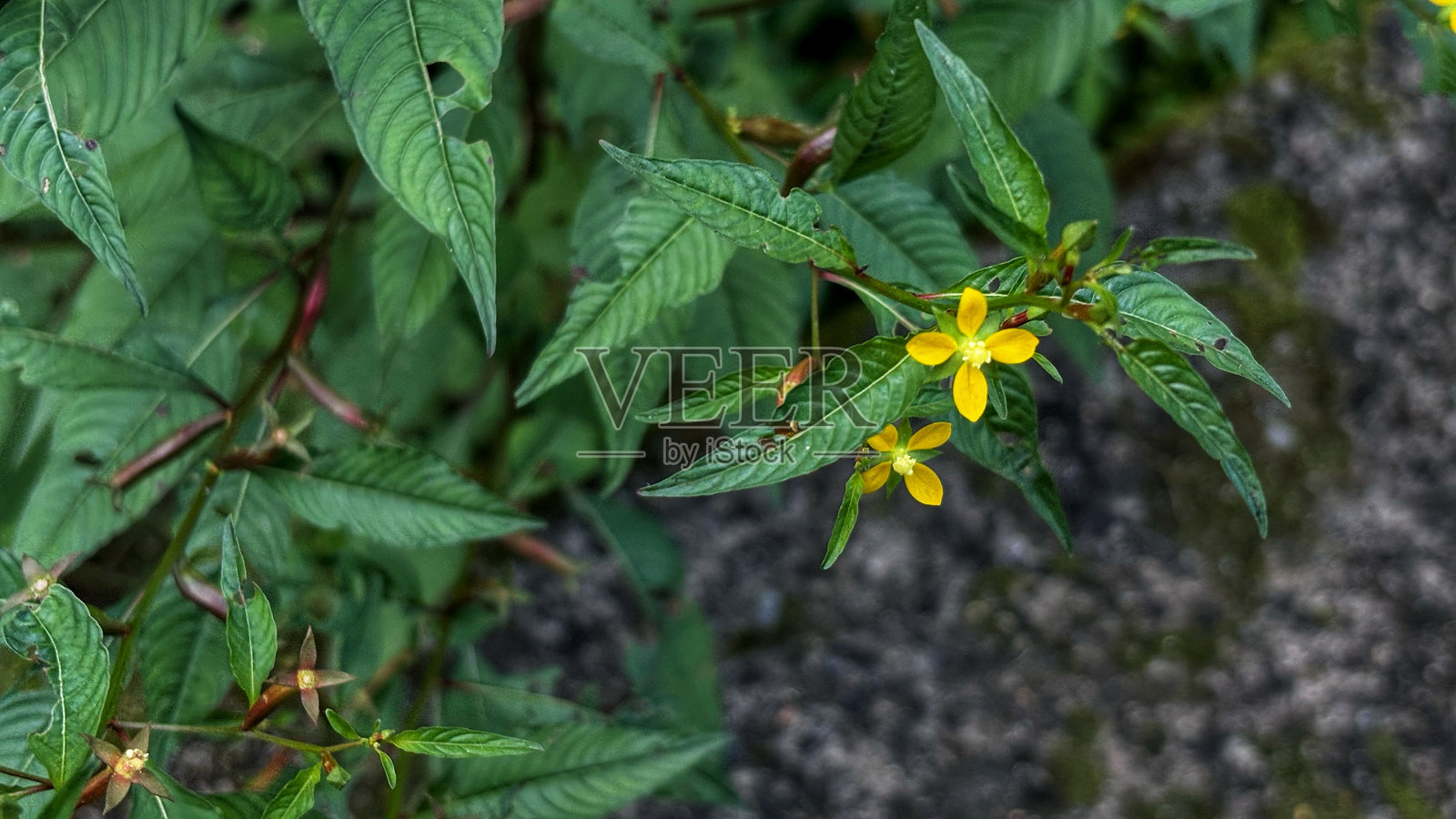 有黄花的八瓣路德照片摄影图片