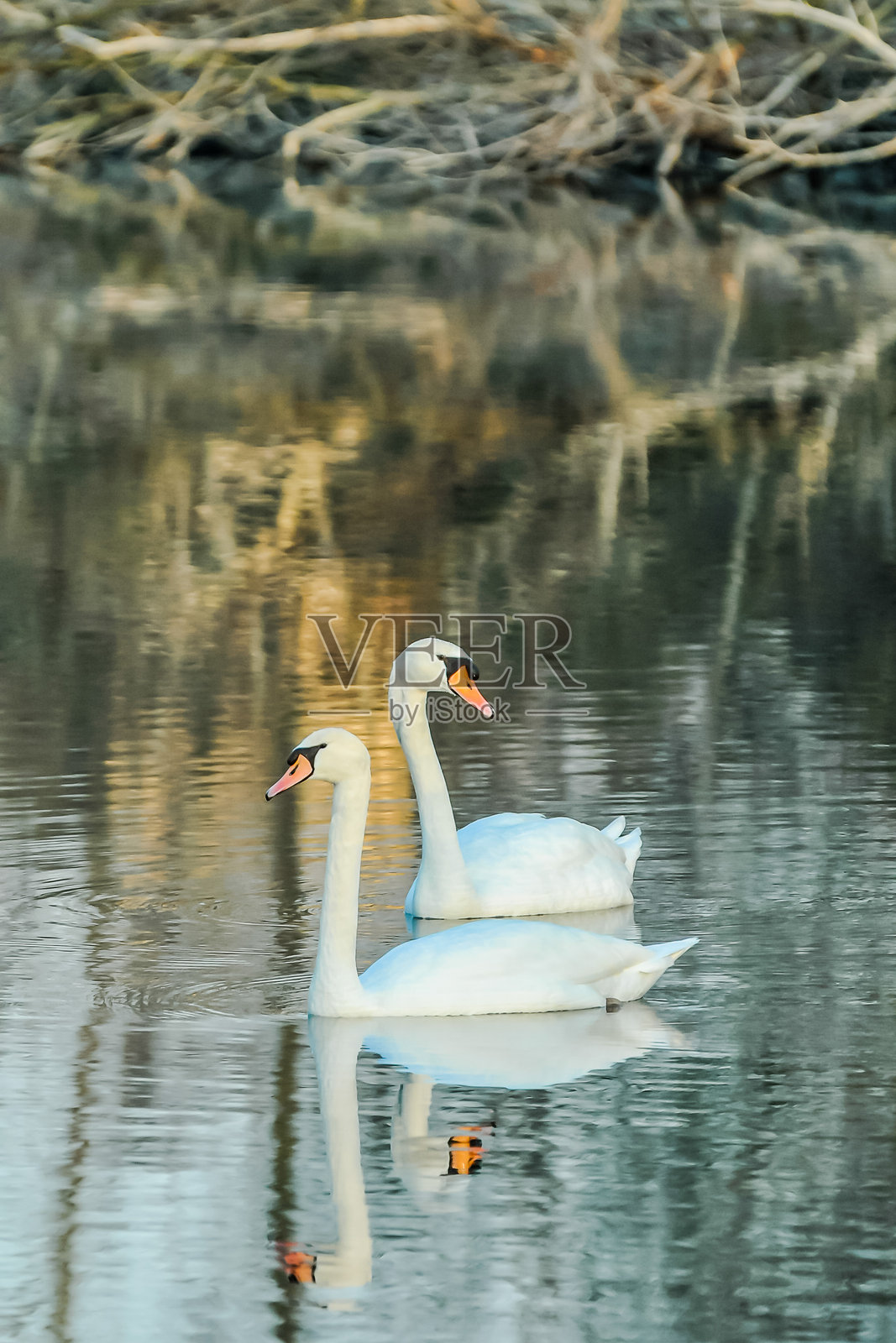 高贵的白天鹅照片摄影图片