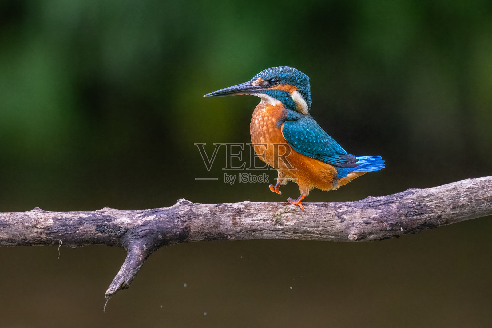 翠鸟照片摄影图片