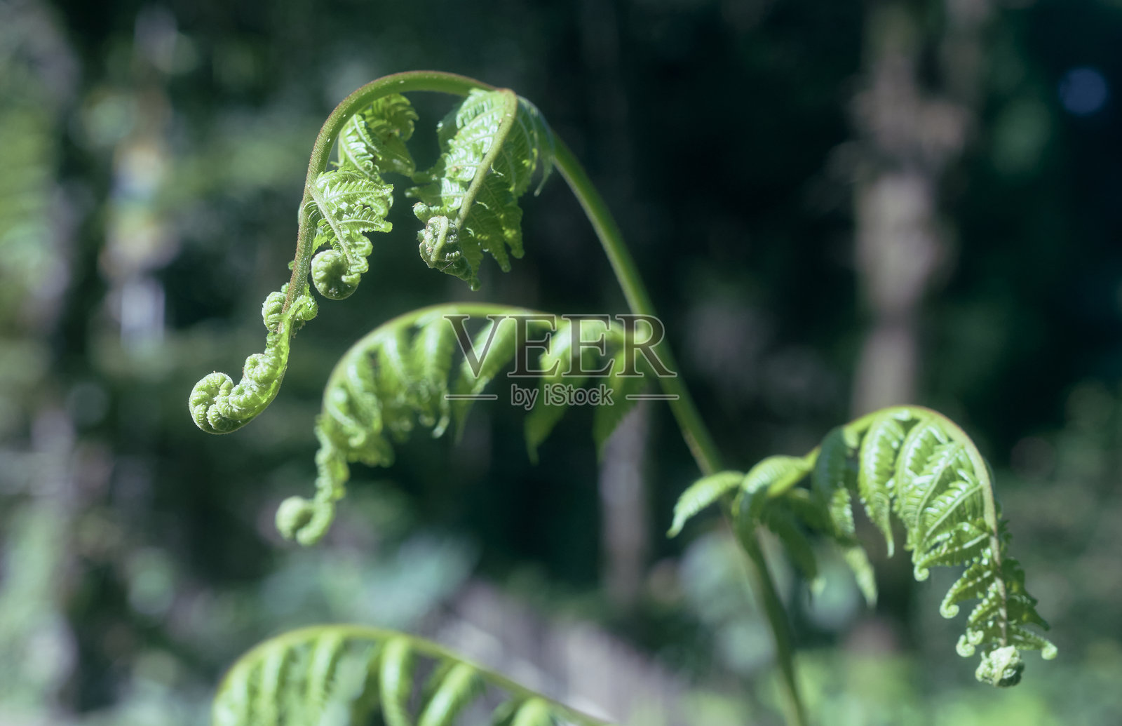 自然丛林环境中蕨类植物的卷曲茎照片摄影图片