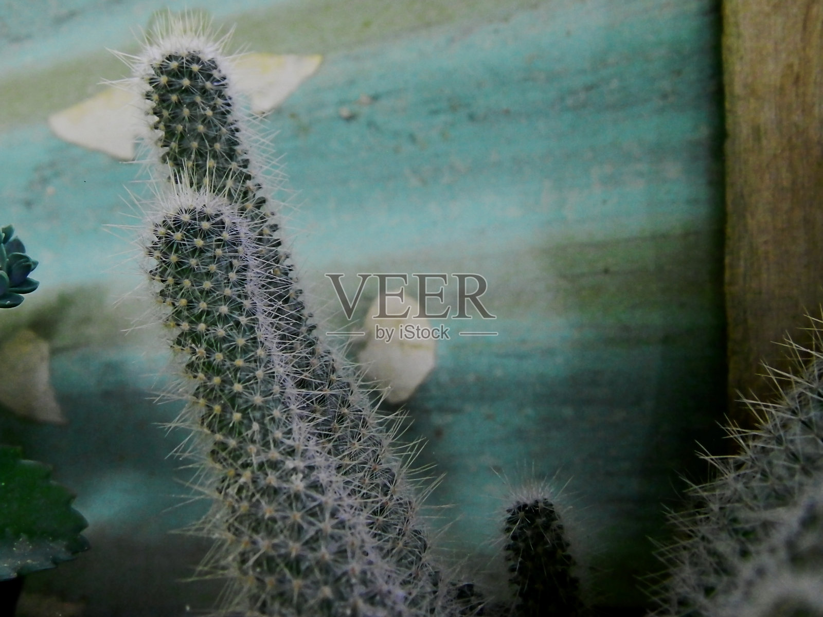 热带地区花盆里的小仙人掌的特写照片照片摄影图片