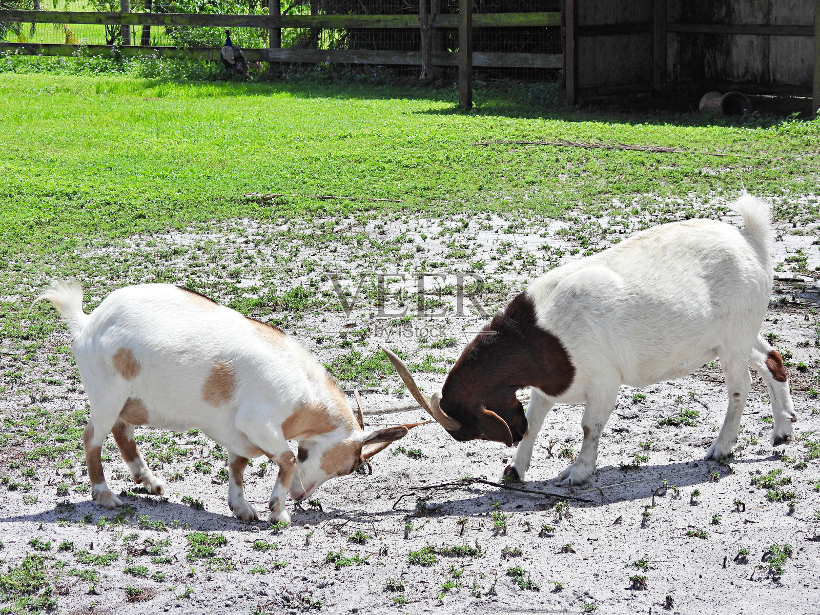 山羊(Capra hircus) -撞头。照片摄影图片