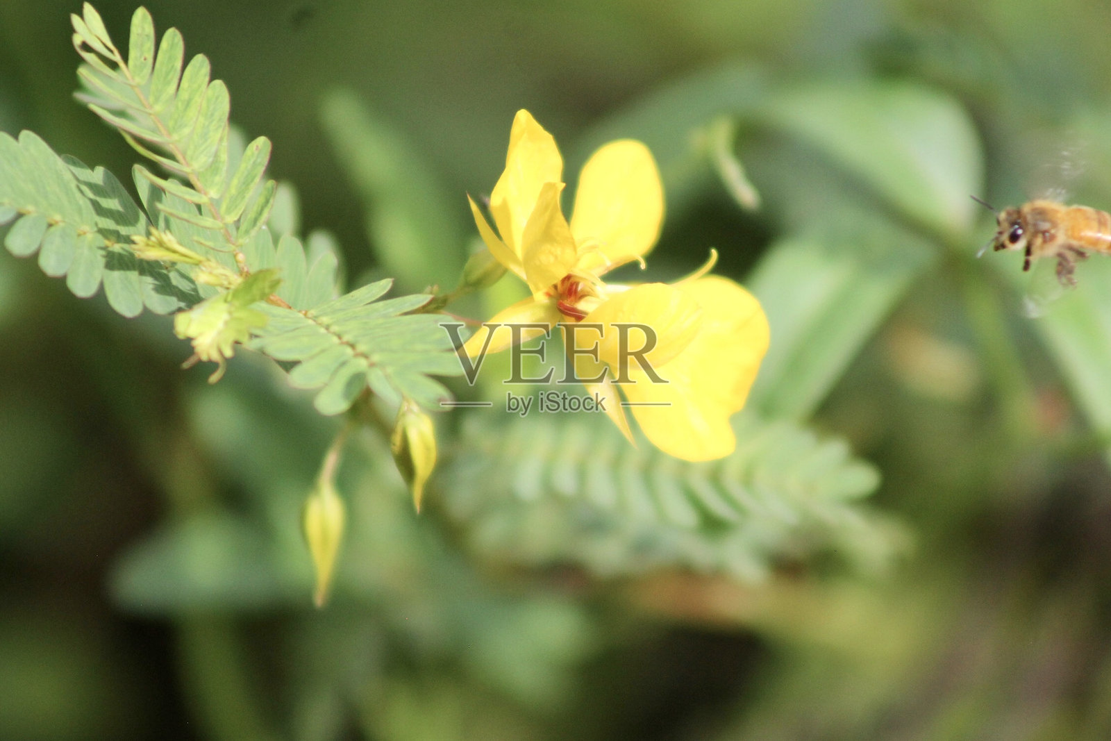 佛罗里达野花大黄蜂照片摄影图片