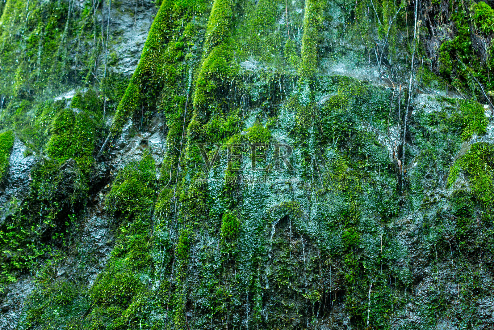 由于高度潮湿，华丽的石崖上覆盖着鲜艳的绿色苔藓。Cueva del Esplendor，洞穴的辉煌，花园，Jardín，安蒂奥基亚，哥伦比亚。照片摄影图片