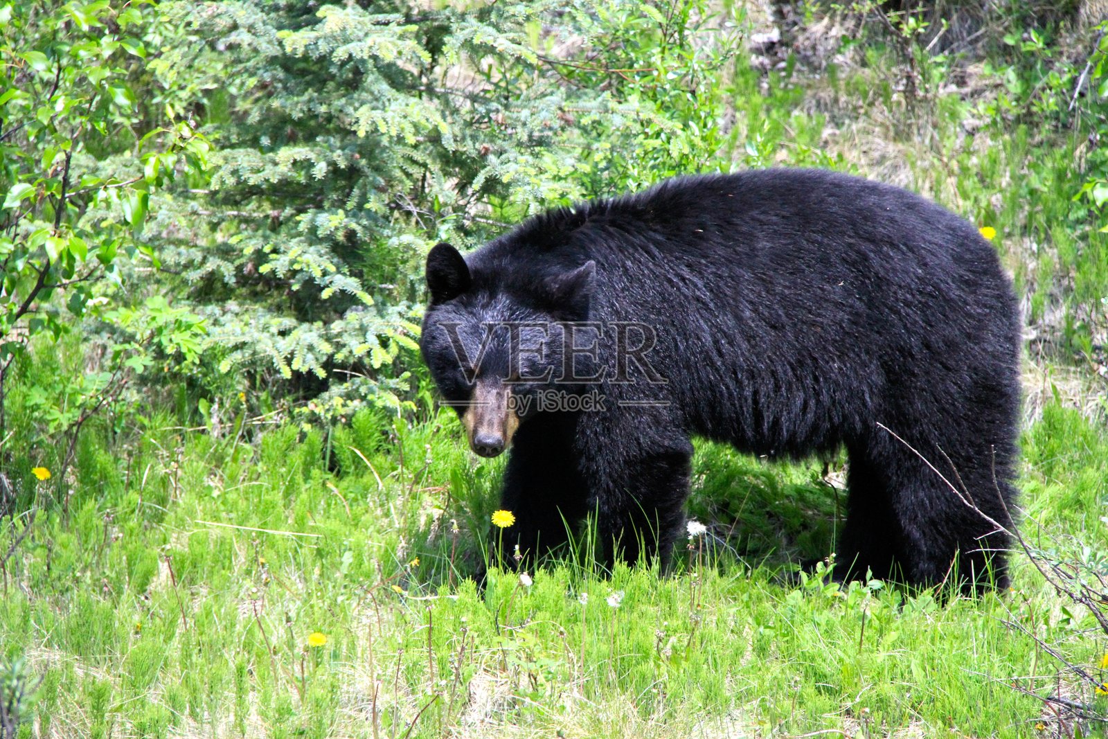 黑熊照片摄影图片