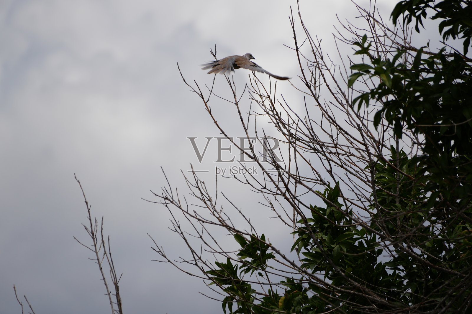 哀鸽照片摄影图片