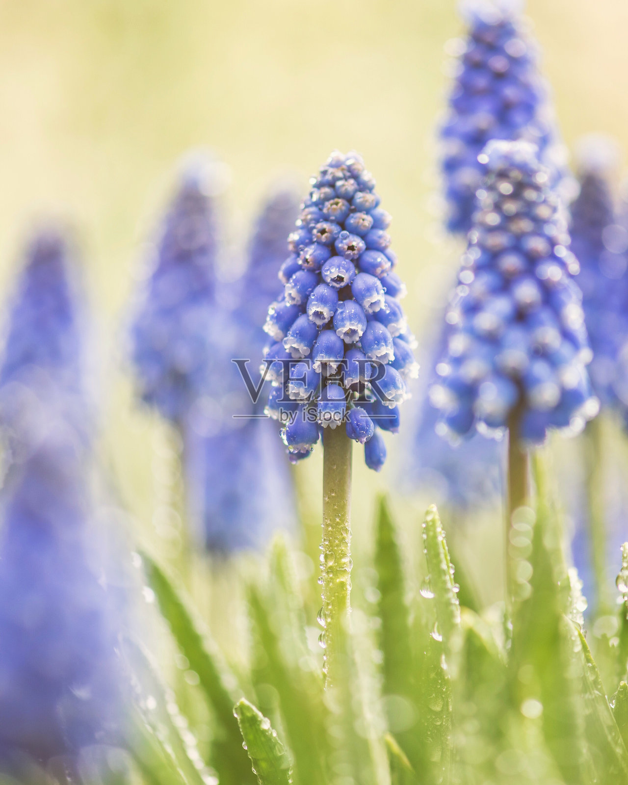 紫色开花植物的田野特写照片摄影图片