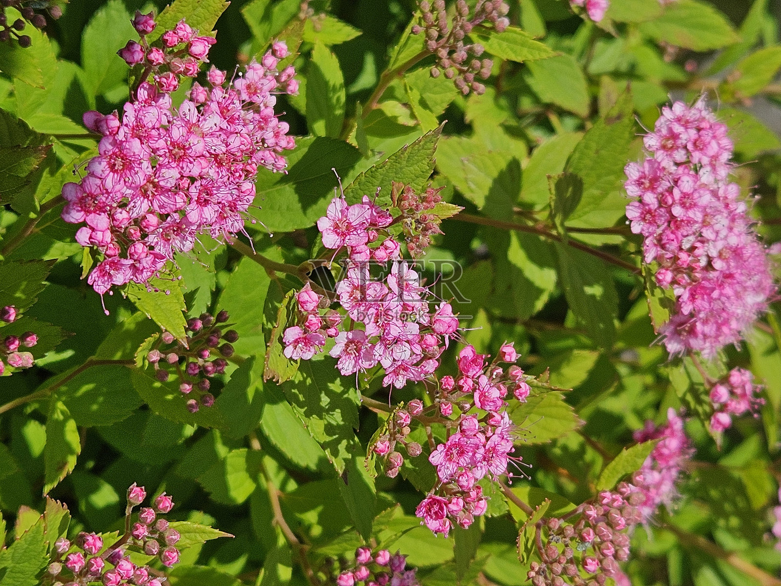 粉红色绣线菊灌木(小公主品种)特写照片摄影图片