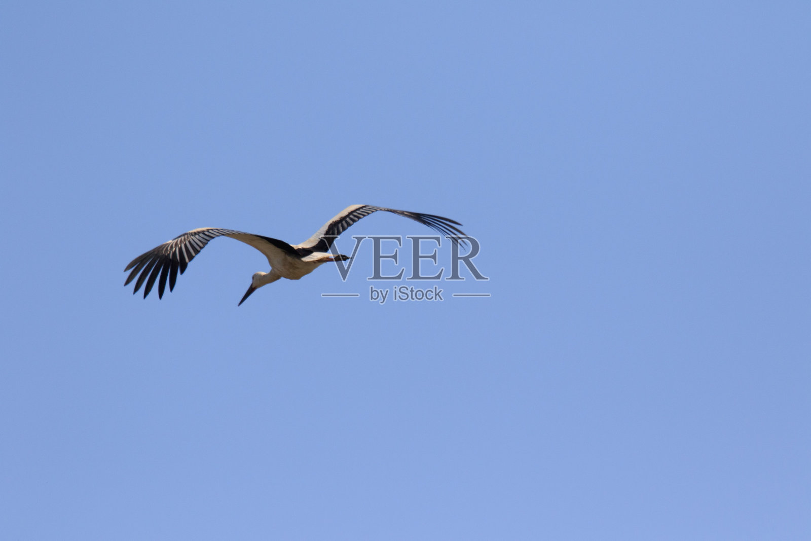 东方鹳在蓝天翱翔照片摄影图片