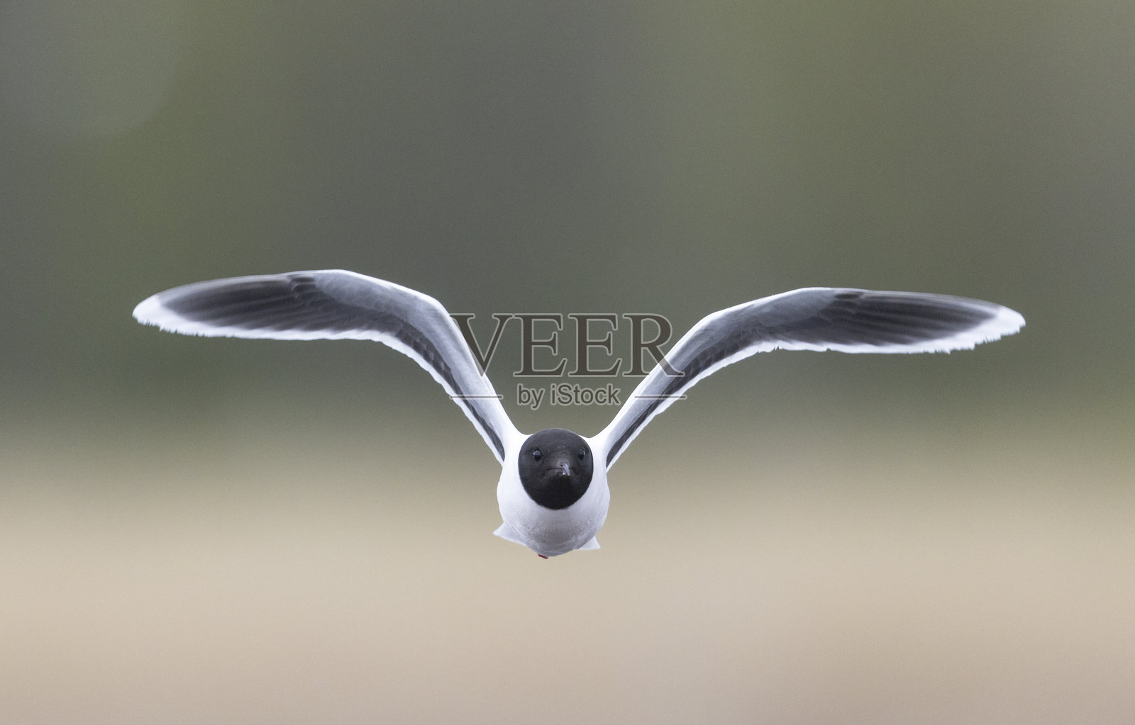 黑头海鸥的肖像在飞行中对模糊的背景照片摄影图片