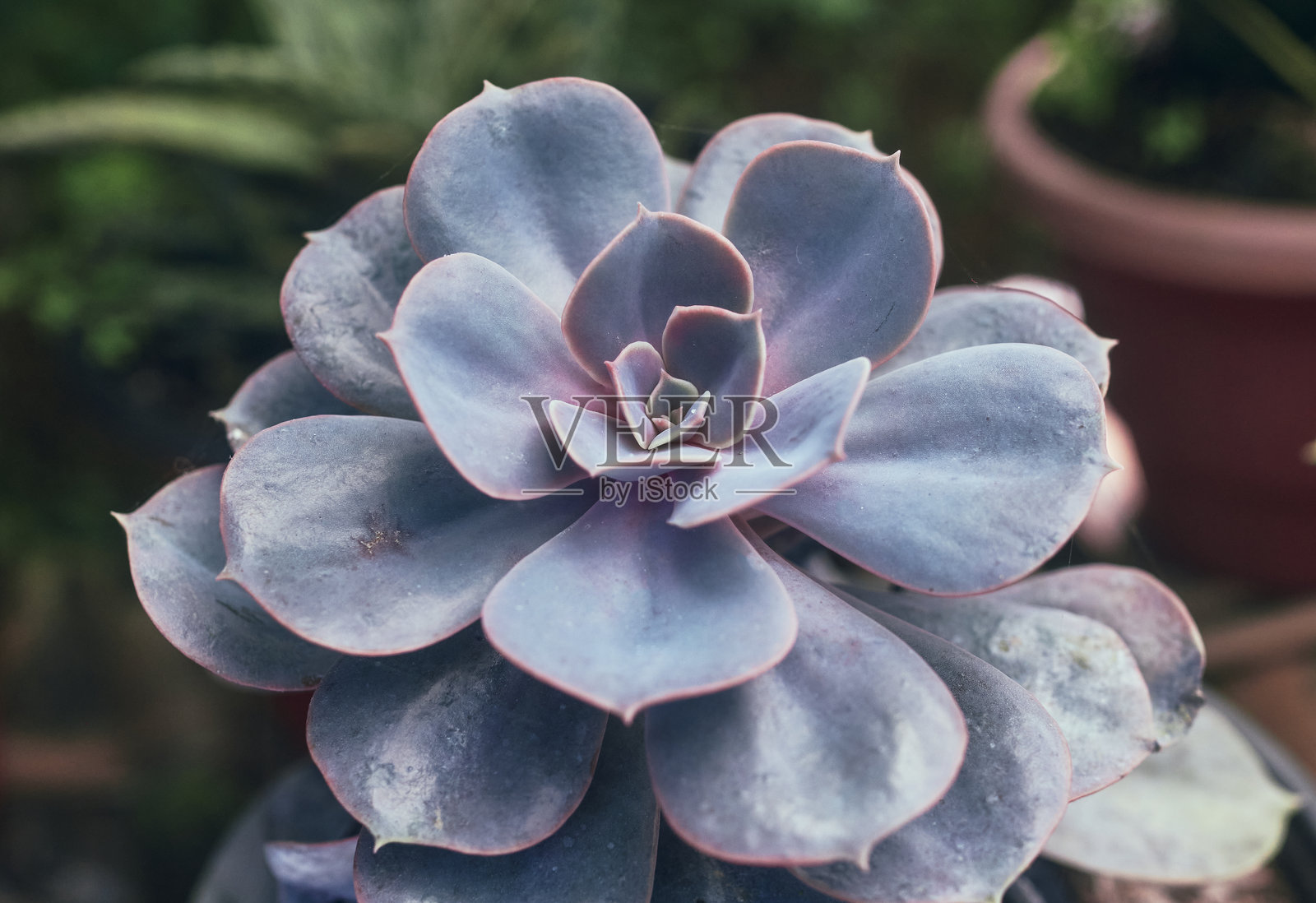 紫粉色肉质蜈蚣草的特写照片摄影图片