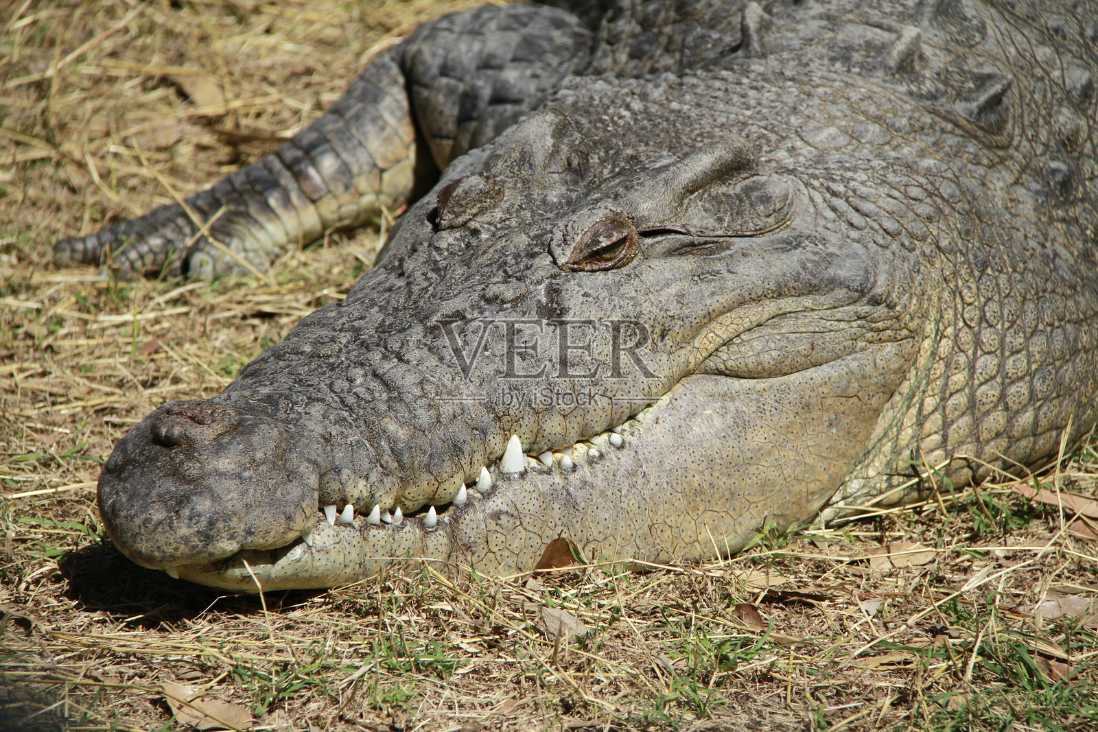 鳄鱼照片摄影图片