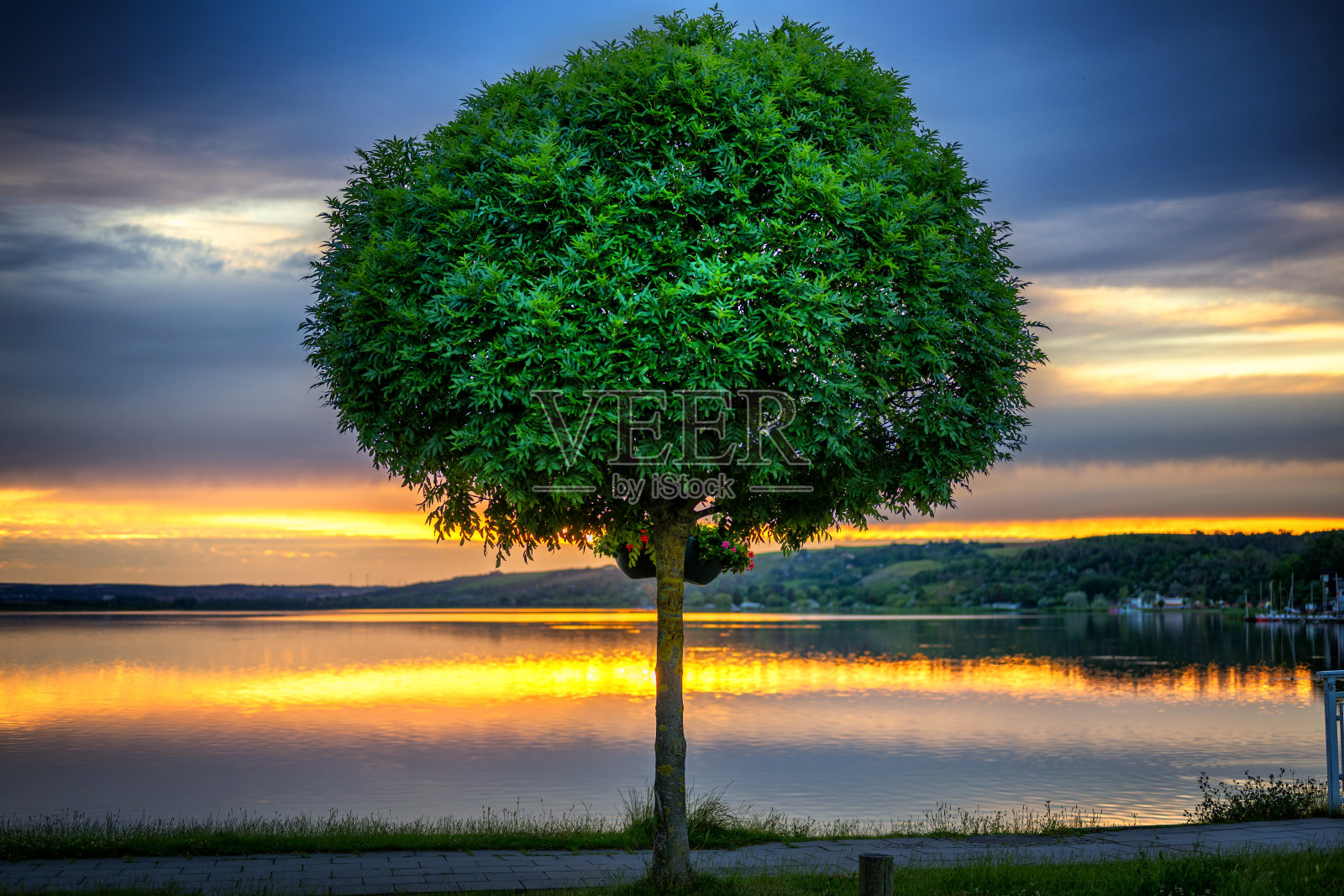 在美丽的夕阳下，湖边孤独的一棵树照片摄影图片