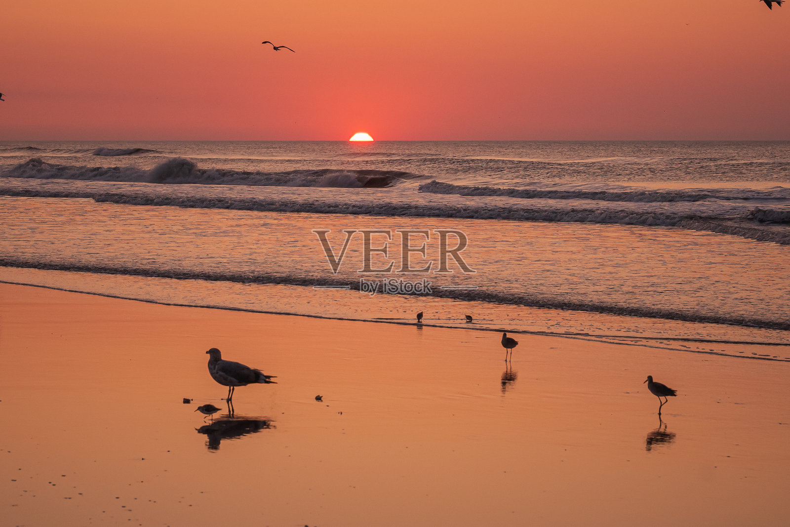 日出时分，新泽西海岸大西洋海滩上的矶鹞和海鸥照片摄影图片