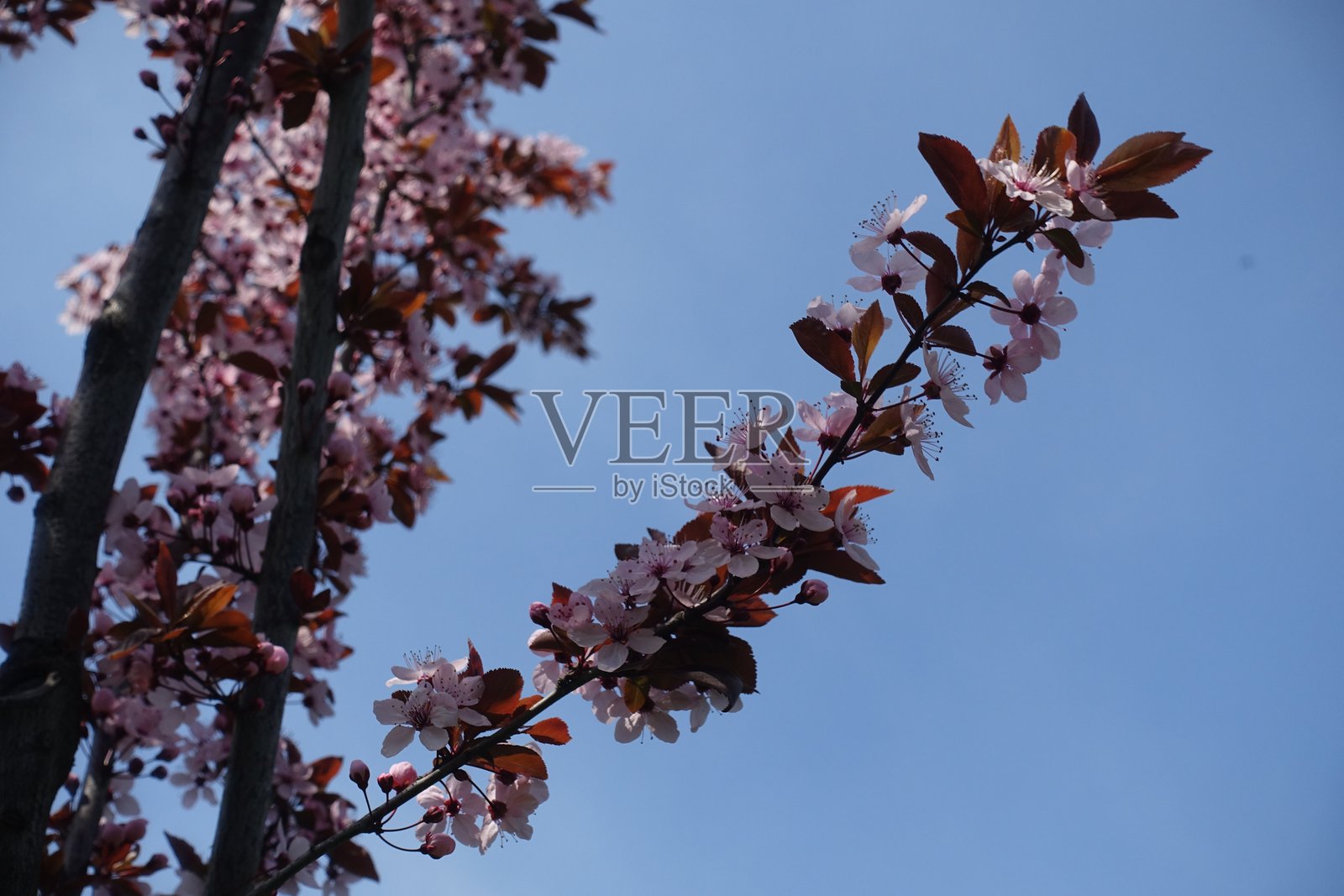 万里无云的蓝天和四月里开满花的樱枝照片摄影图片