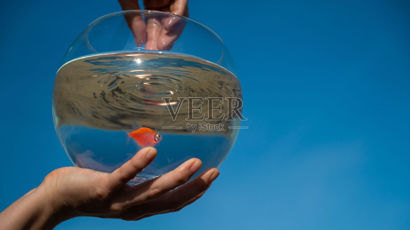 女子抱着蓝色天空背景下的金鱼水族馆。照片摄影图片