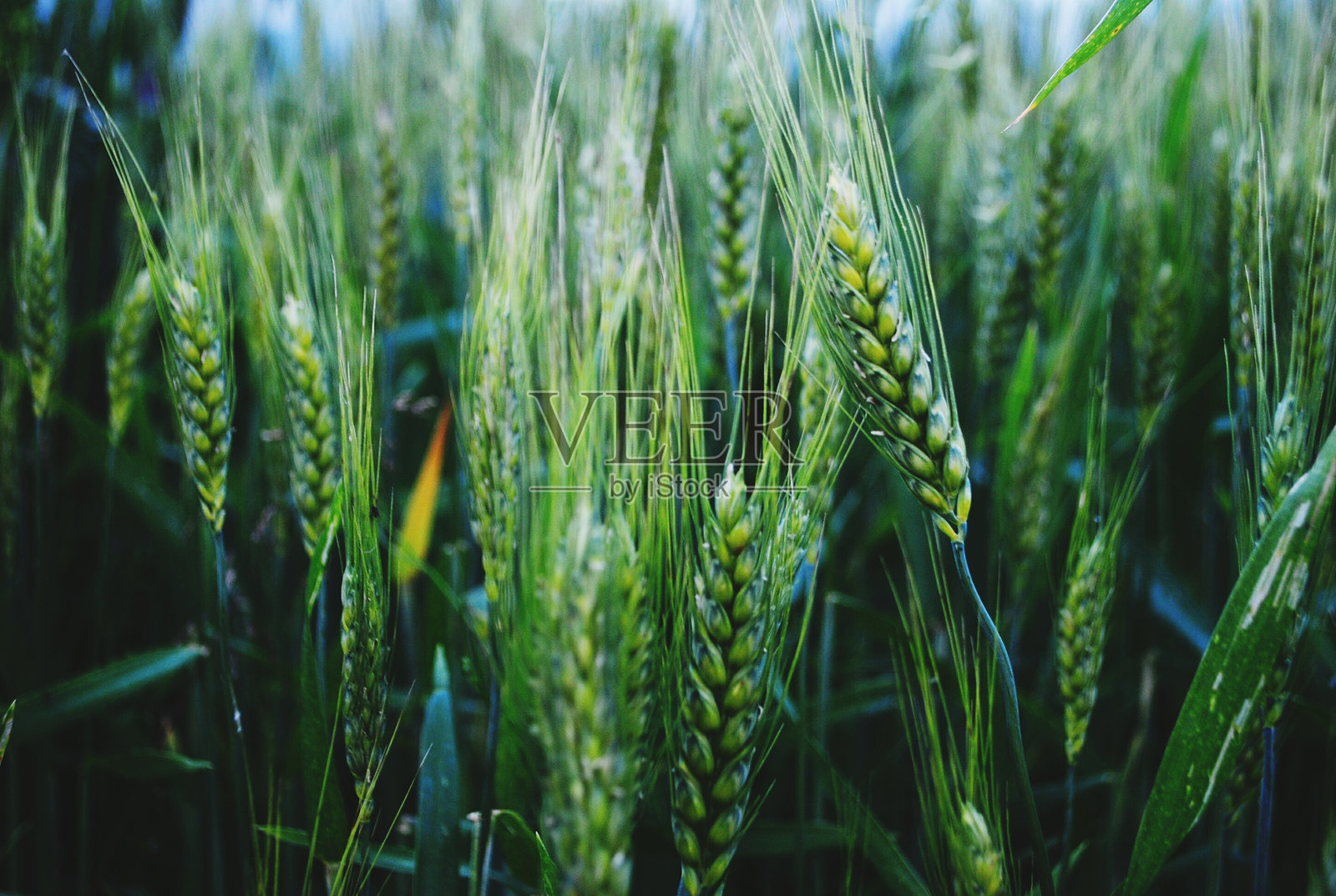 麦田中小麦的特写镜头照片摄影图片