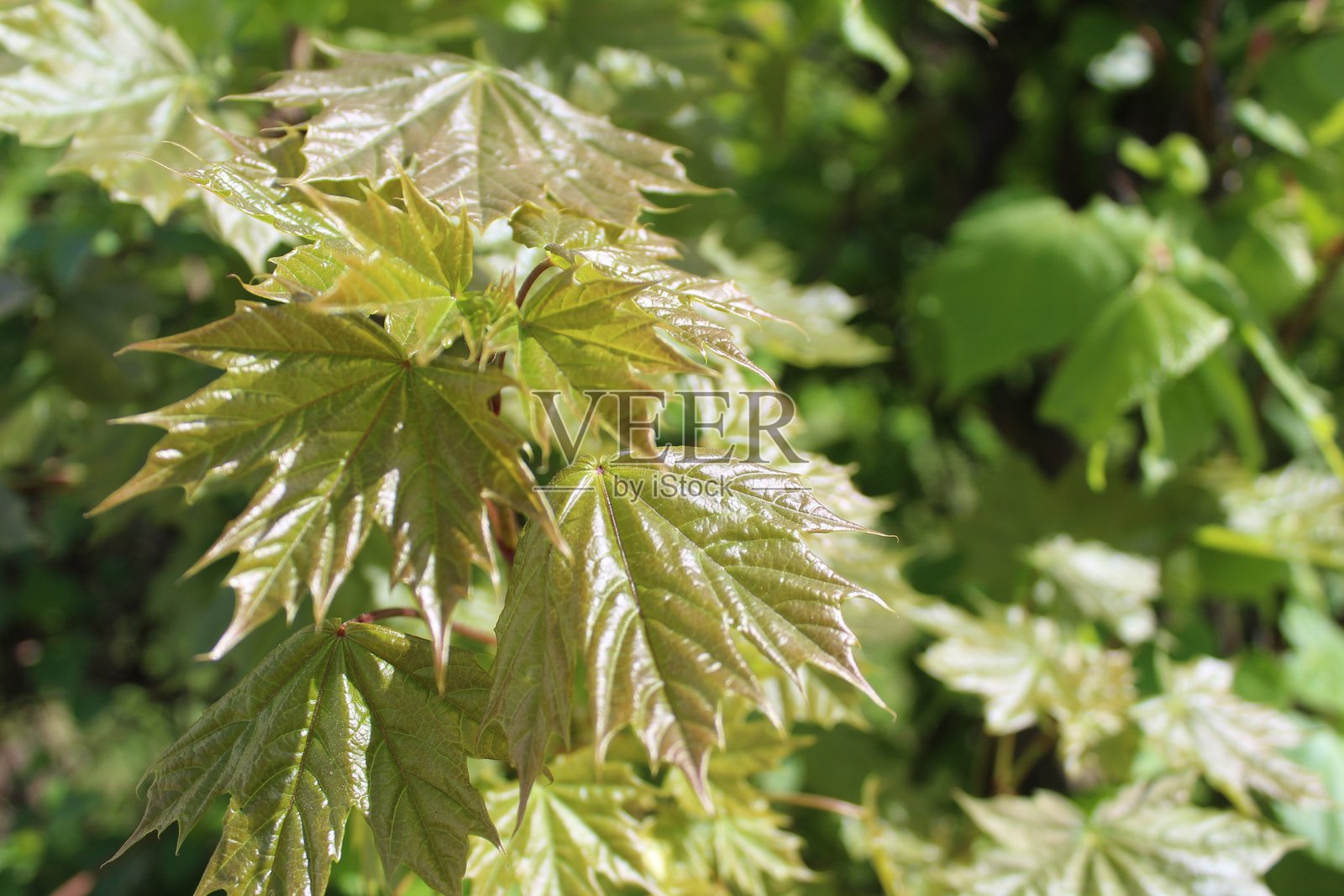 春天新鲜的枫叶特写在树枝上照片摄影图片