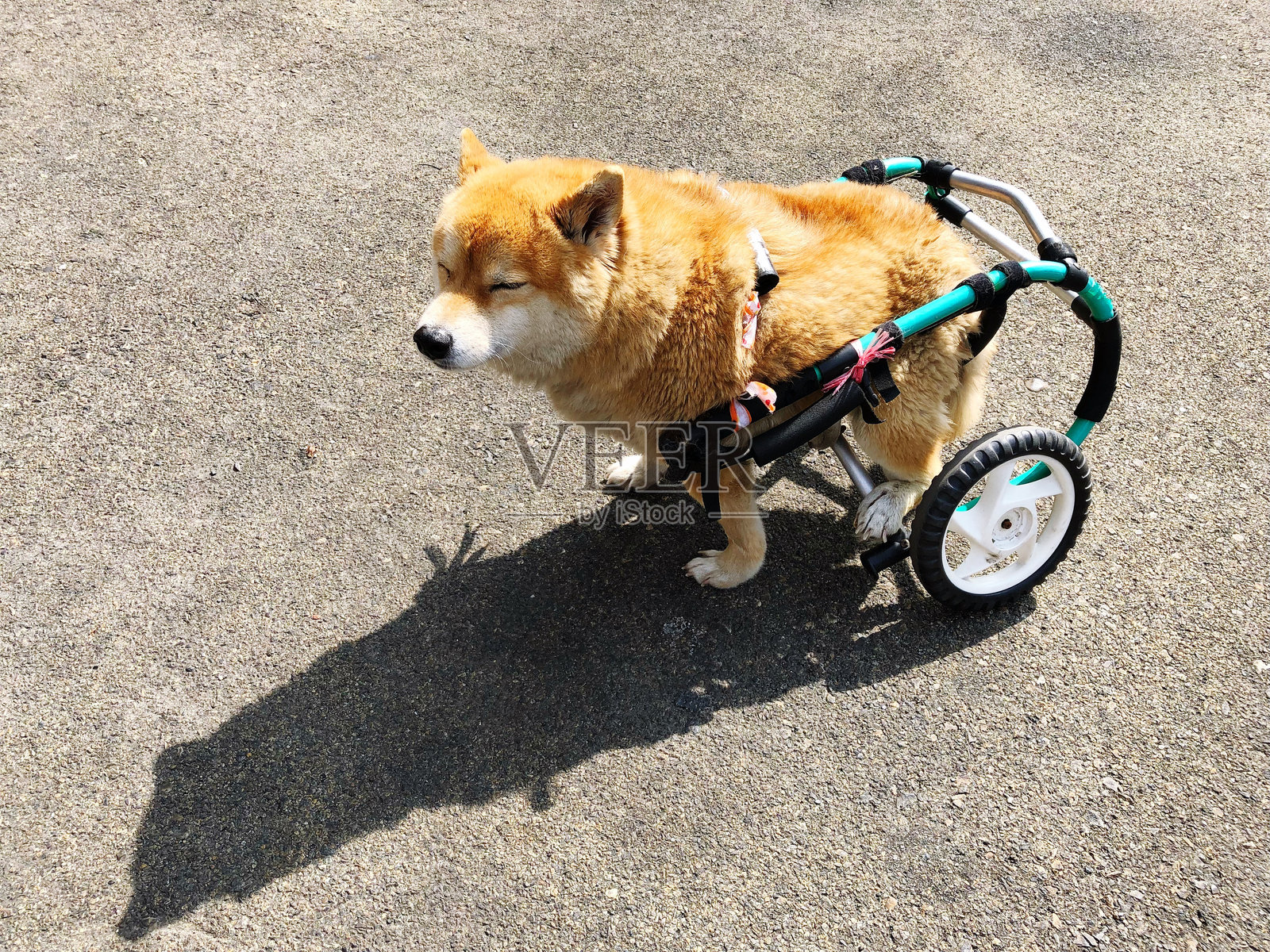 高角度视图的狗在路上使用轮椅照片摄影图片