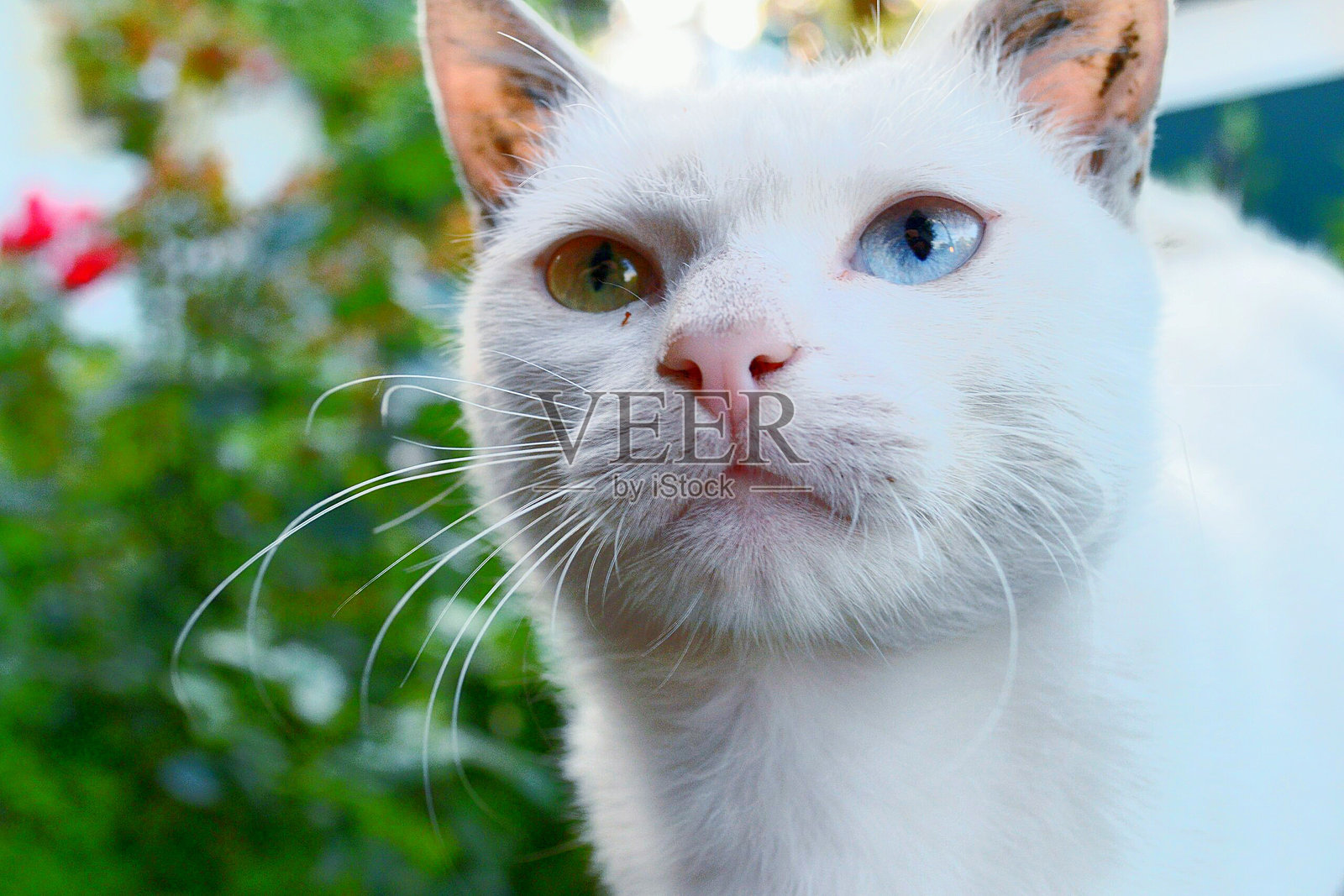 卡奥玛尼猫的特写镜头照片摄影图片