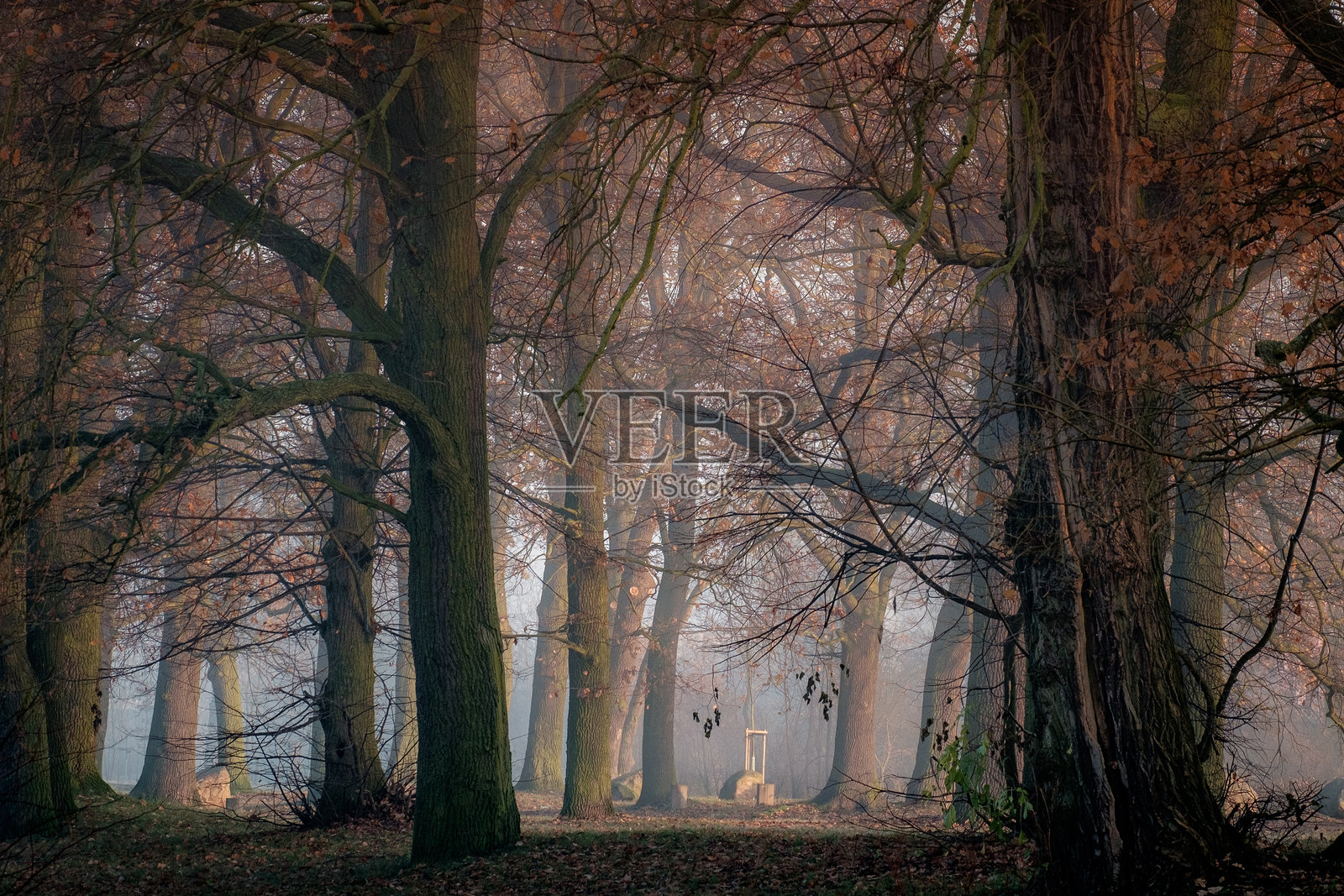 秋天森林中的树木照片摄影图片