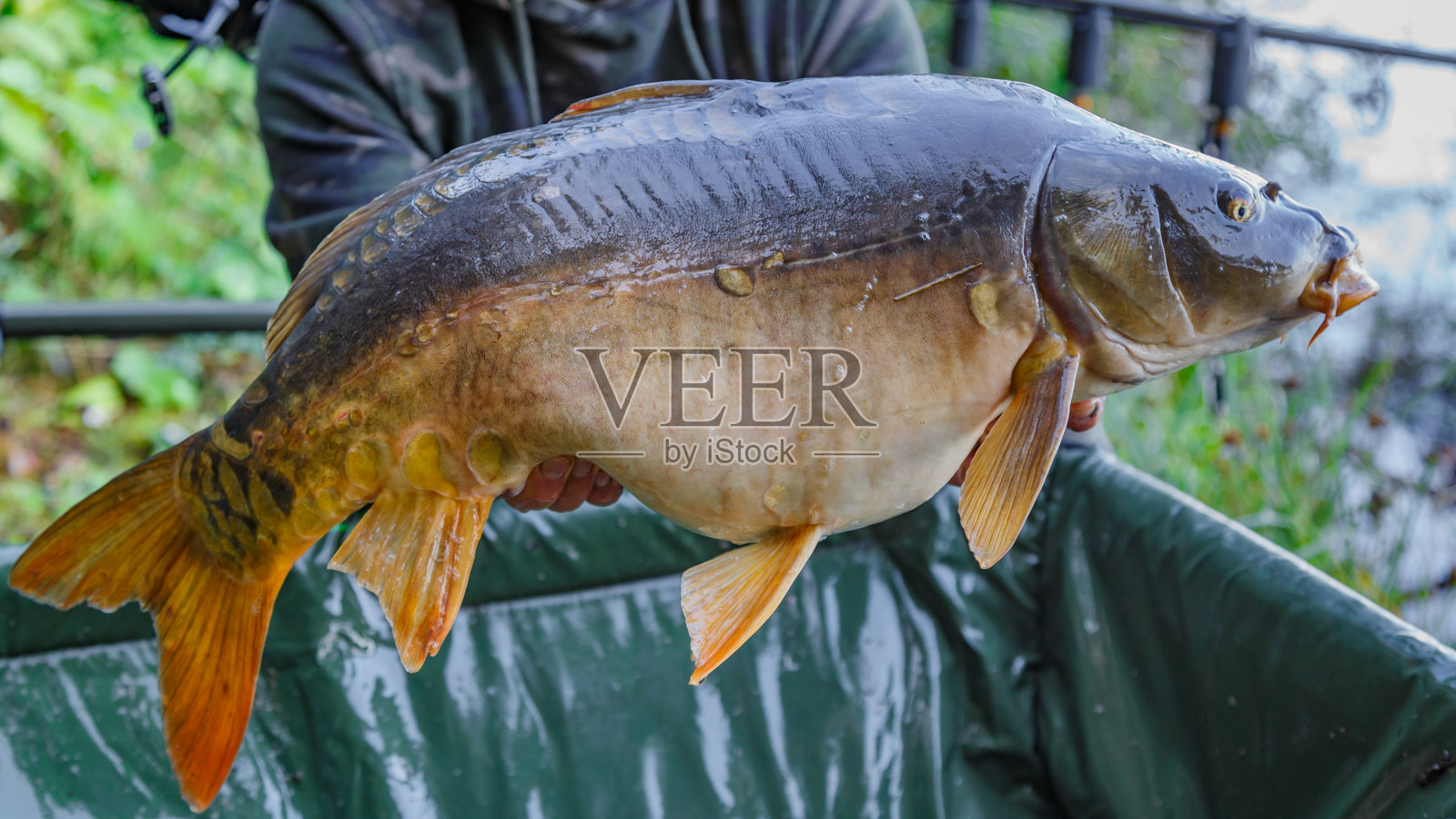 湖边的鲤鱼垂钓时光。幸运的渔夫手持一条巨大的普通鲤鱼。钓鱼者与大鲤鱼奖杯。钓鱼冒险。鱼类奖杯。照片摄影图片